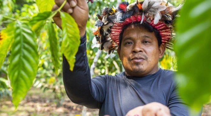 Investimento federal de R$1,5 milhão fortalece o PAA junto a comunidades indígenas em Pernambuco