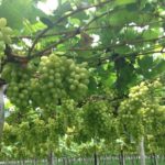 UVA/CEPEA: Chuva afeta qualidade e reduz volume no Vale do São Francisco