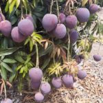 MANGA/CEPEA: Palmer e tommy fecham a semana com queda nas cotações no Vale do São Francisco