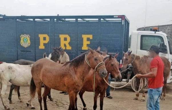 PRF realiza operação de recolhimento de animais no Agreste e Sertão de Pernambuco