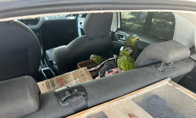 PRF resgata 85 aves silvestres em carro roubado no Sertão de Pernambuco