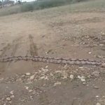 Moradores registram jiboia na Cohab Nova em Orocó, e cobram limpeza de mato as margens da BR-428