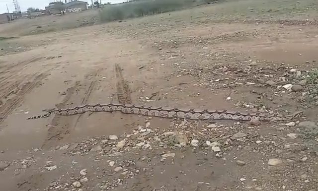 Moradores registram jiboia na Cohab Nova em Orocó, e cobram limpeza de mato as margens da BR-428