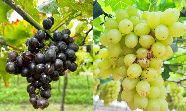 Chuvas intensas geram danos e prejuízos aos produtores de frutas do Vale do São Francisco